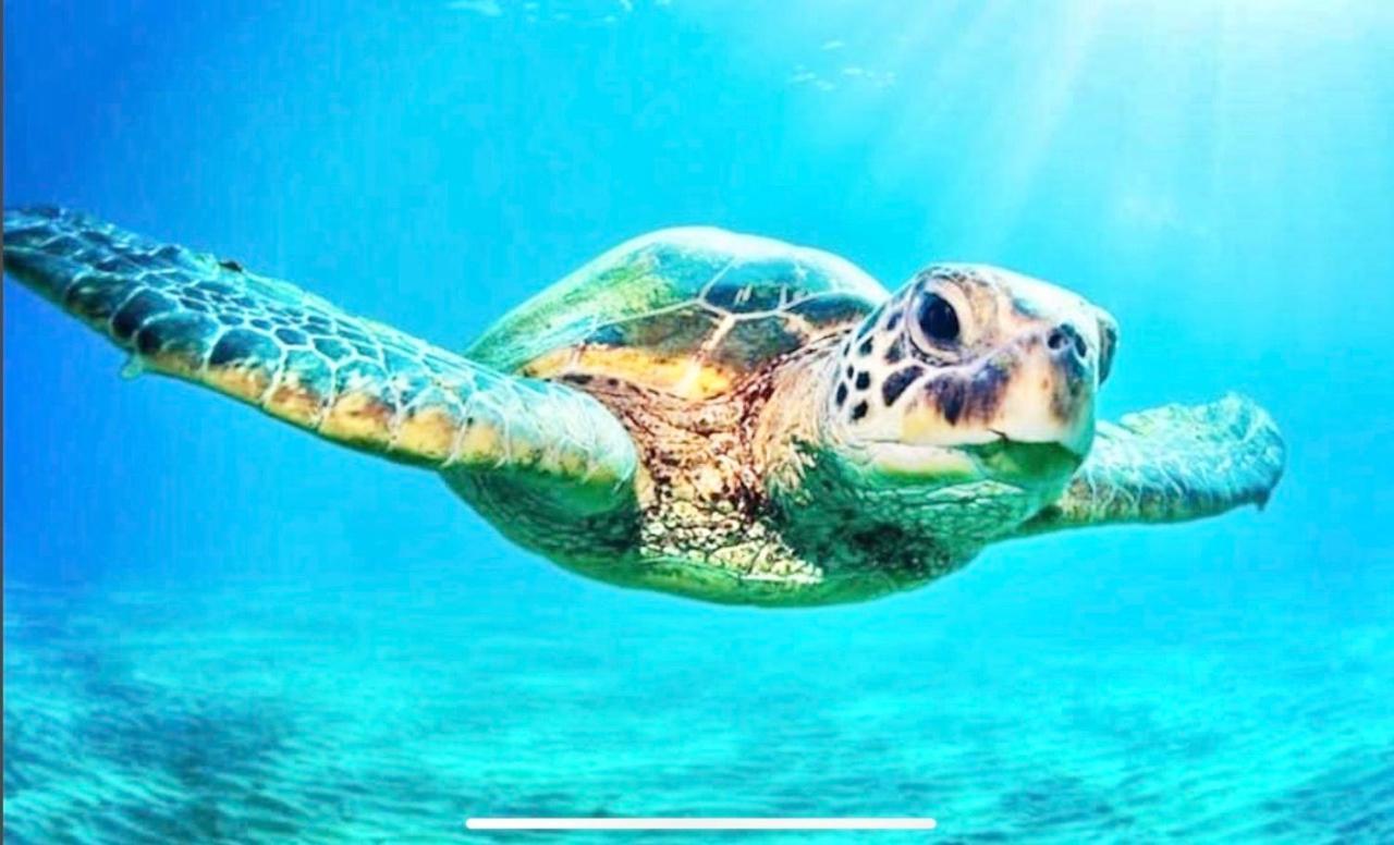 Lodge Surf & Kitesurfing *