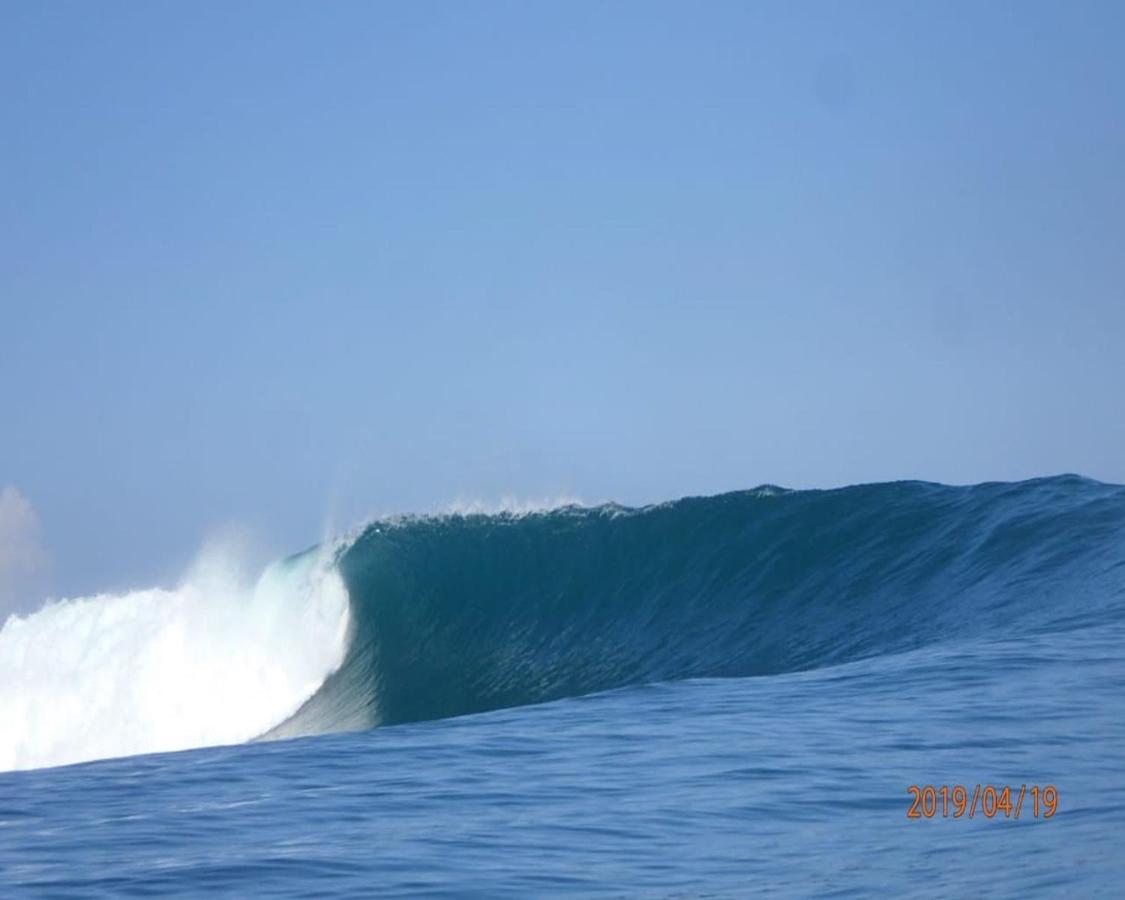 Surf & Surf Camp